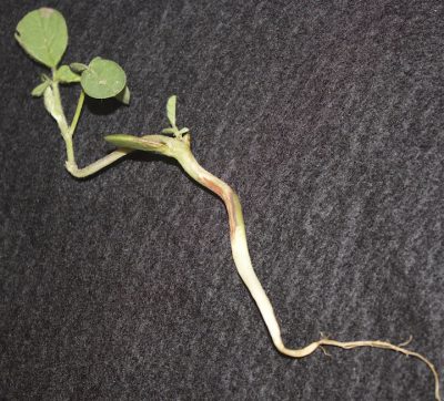 Soybean plant